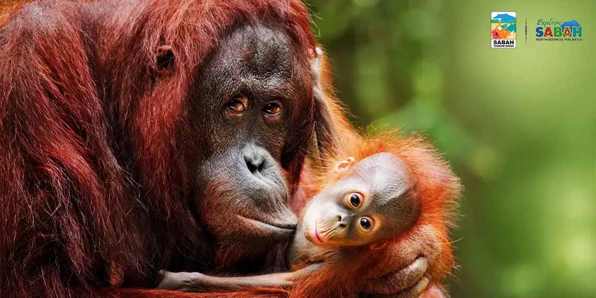 Borneo Wildlife Adventure with River Safari & Beach Stay