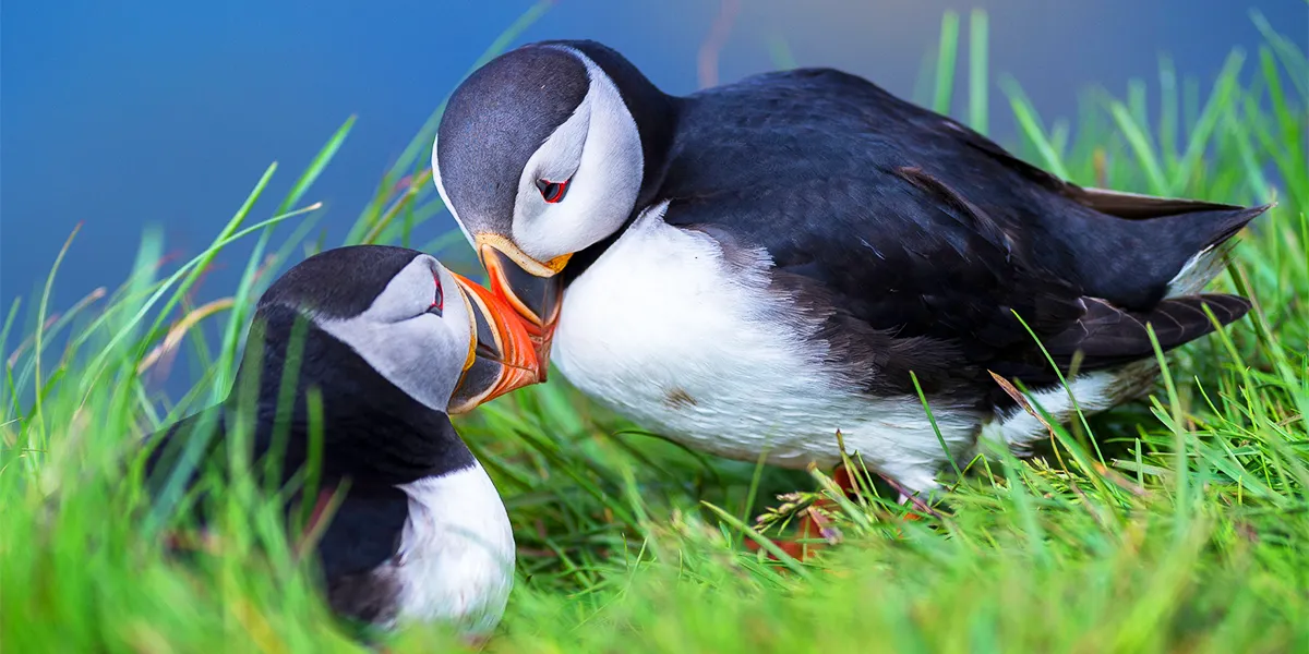 Iceland Getaway: Nature, Beauty & Northern Lights